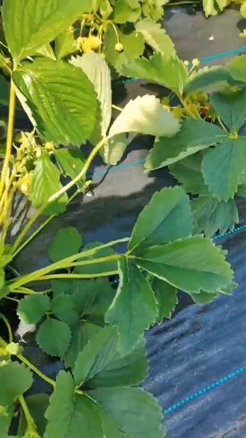 Поспевает ягода. Продажи рассады клубники в августе. О смотреть онлайн