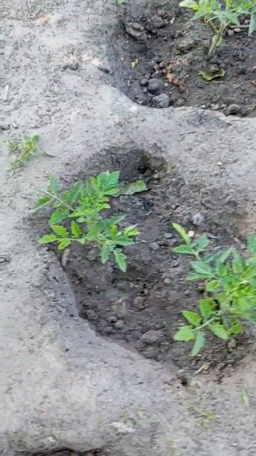 Помидоры в открытом грунте смотреть онлайн