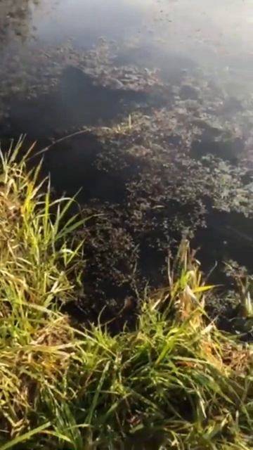 #болото смотреть онлайн