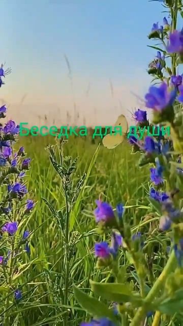 Бабочка порхает - август месяц сказочный. Источник: ТГ- смотреть онлайн