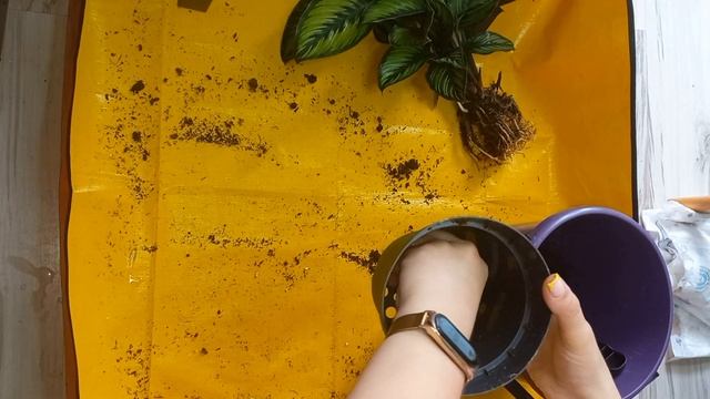 Калатея Бьюті Стар догляд, фітільний полив, пересадка смотреть онлайн