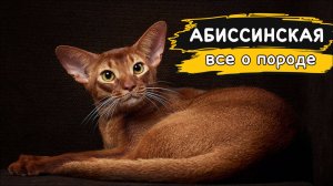 Абиссинская кошка - Все о породе | Кошка породы - абиссинская