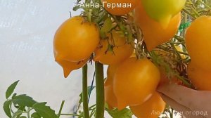 Томат Анна Герман