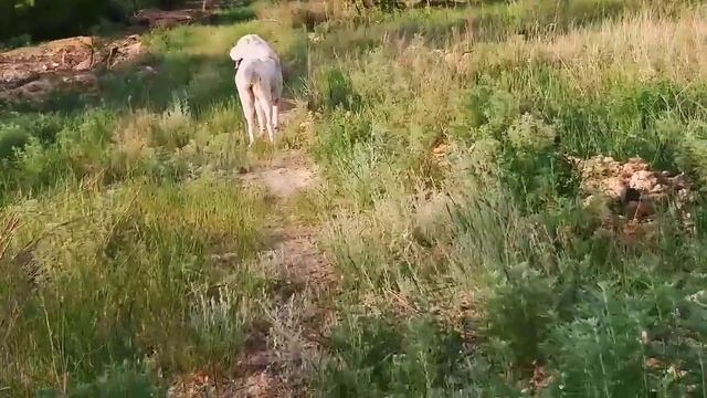 Яшма,1.06.21."Вязать-не вязать"🤔 смотреть онлайн