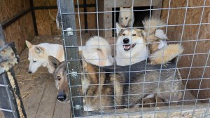 С лайками за щавелем