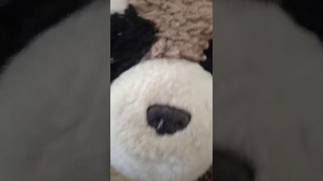 мая история хазяен дурень🤣