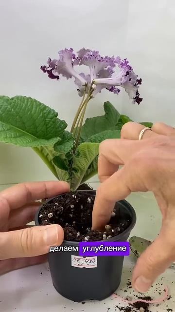 ОБНОВЛЕНИЕ ГРУНТА у стрептокарпуса #flowers #красота #люб? смотреть онлайн