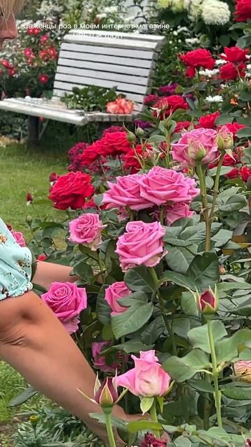 СУПЕР роза АКВА! Легко вырастить СВОИМИ РУКАМИ! #цветы смотреть онлайн