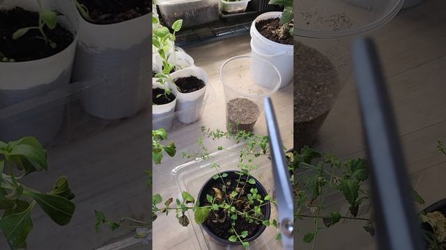 Таким способом можно укоренить даже черенок от лопаты! смотреть онлайн