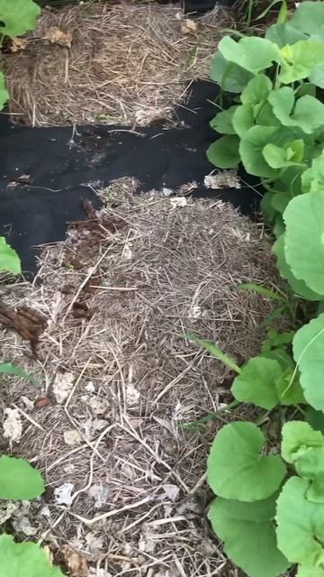 Дыни в парнике смотреть онлайн