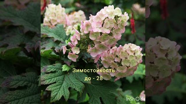 Гортензия дуболистная Апплаус#саженцы #почтой #whatsapp +79 смотреть онлайн