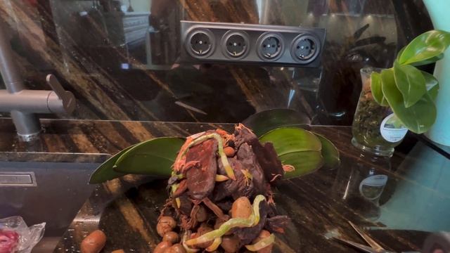 Пересадка из мха (ЗАКРЫТАЯ СИСТЕМА) в кору! 🌸🔥💪🏻 смотреть онлайн