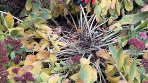 Очиток видный. Осенняя обрезка