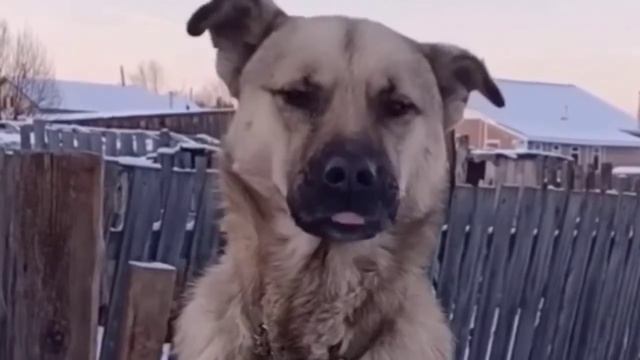 Ауф собака smart dog смотреть онлайн