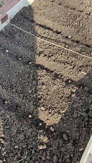 Посадка лука под зиму смотреть онлайн