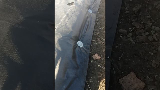 Как посадить клубнику ровно. смотреть онлайн