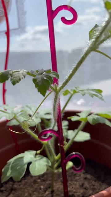 Арбуз развивается дома смотреть онлайн