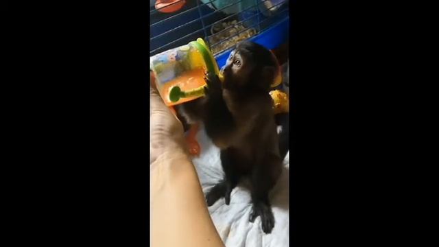 Как научить обезьяну пить из поильника!