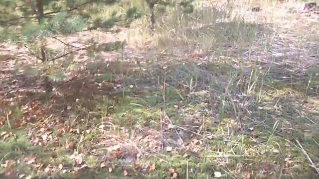 ЧАСТЬ 2 - прогулка в лес за одним грибом. смотреть онлайн