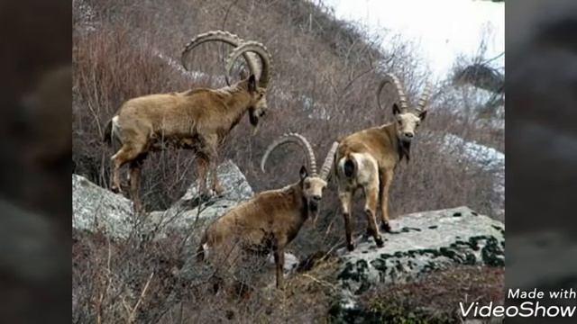 Кашкадарё Хисорак Кишлоги