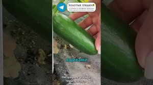 Подкормка из риса, которая оживляет огурцы за пару дне