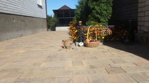 Валентин и Ватсон Из Усадьбы Андреевых