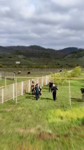 Курахский район.Акция ПОСАДИ ДЕРЕВО в Икринской школе смотреть онлайн