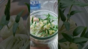 РАССАДА ПЕРЦА В САМОКРУТКЕ НА ТУАЛЕТНОЙ БУМАГЕ!!! #огор