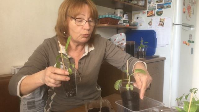 уход за рассадой баклажанов смотреть онлайн