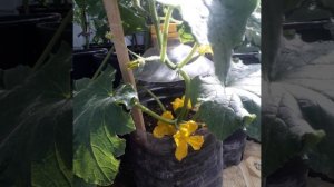 Выращивание огурцов в 5 литровых бутылках