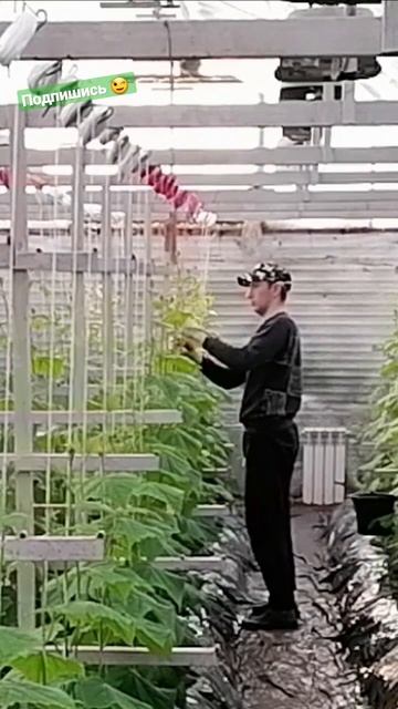 Работа с огурцами в подземной теплице. #садоводство #о? смотреть онлайн