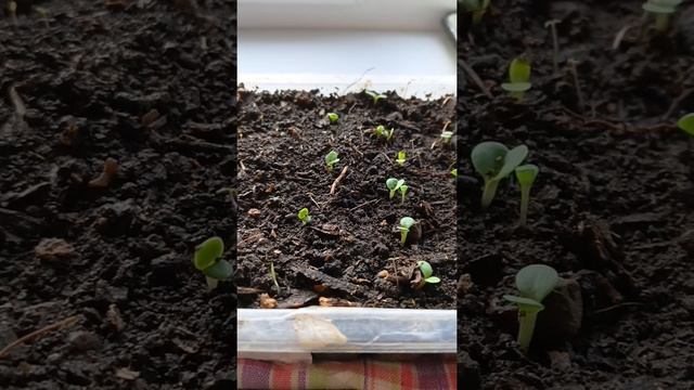 быстрые всходы #Эхинацея #ливадия #семенааэлита #всход