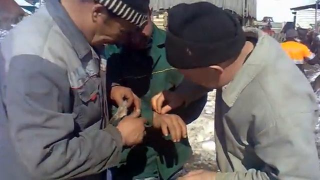 Выствка пчел .Весна 2014 года