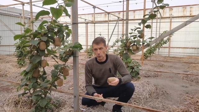 Хейворд - самое вкусное и известное киви!