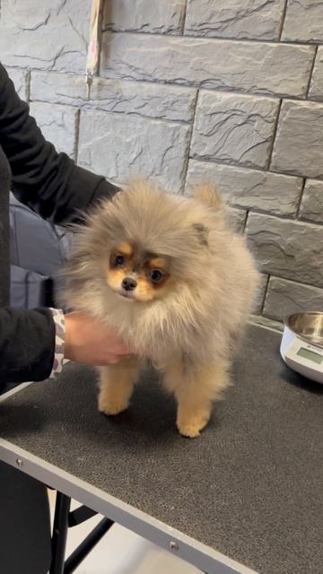 Мраморная девочка шпица. #купитьщенка #щенок #шпицмерле #shpitz #купитьшпица #минишпиц #шпиц