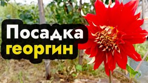 Посадка георгин клубнями весной - как посадить георгины клубнями весной