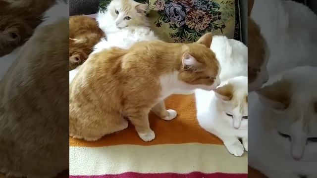 МИЛЫЕ КОТИКИ МОЮТСЯ 😺 КРАСИВЫЕ И СМЕШНЫЕ КОТЫ смотреть онлайн