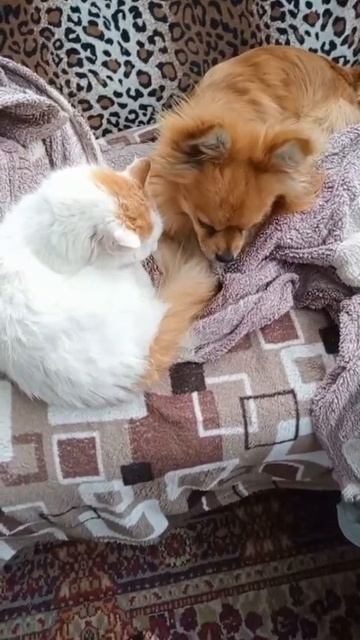 Арчи и Муся любезничают))