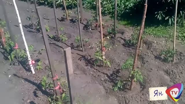 матери Галины Валентиновны огород смотреть онлайн