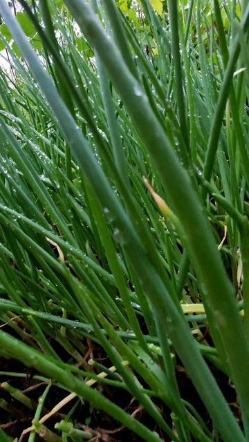 РАССАДИМ РАССАДУ ЛУКА СЕВКА НА ГОЛОВКИ смотреть онлайн