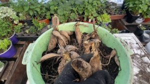 Делим многолетние Георгины на делёнки и помещаем кажд