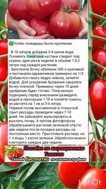 Как вырастить крупные томаты смотреть онлайн