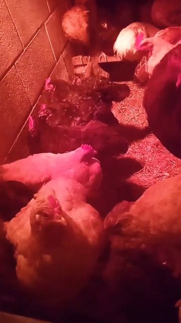 Тепло в курятнике!Лёгкий способ! #амераукана #куры #цып смотреть онлайн