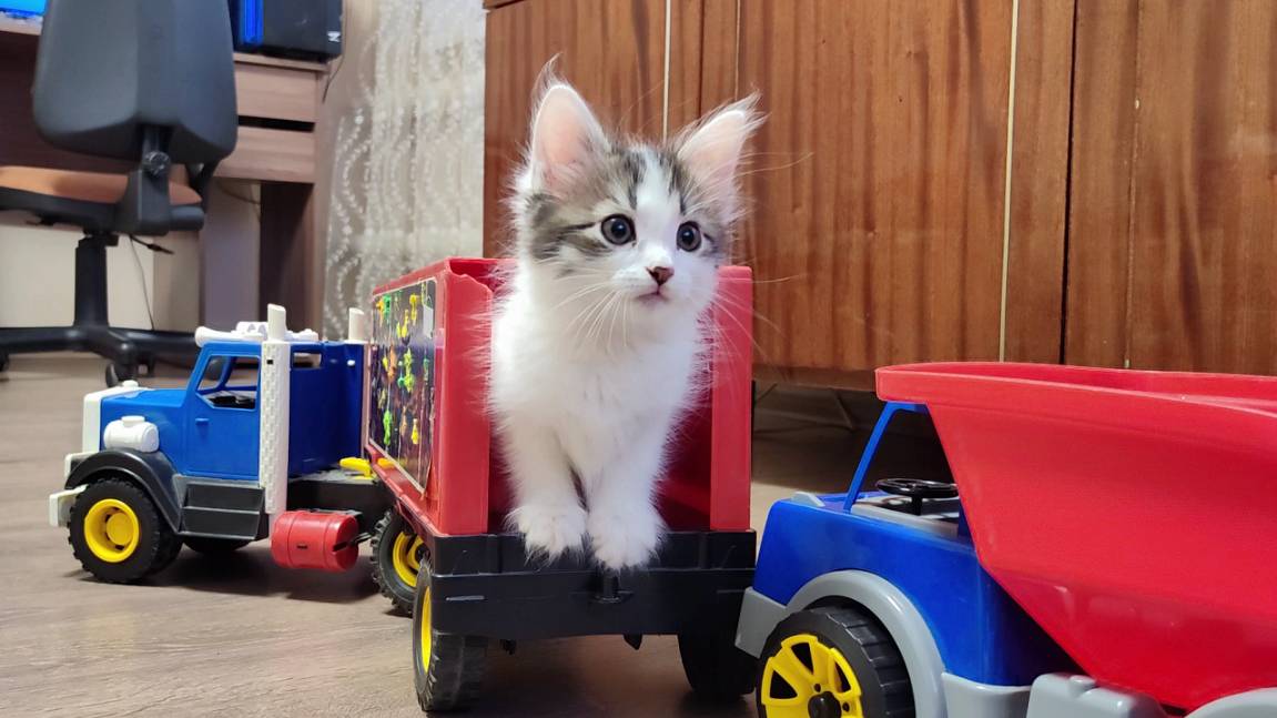 Мама-кошка и ее котята. Котята играют с детскими машинками 1. смотреть онлайн