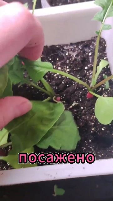 Как вырастить пучок редиса дома под фитолампой #редис смотреть онлайн