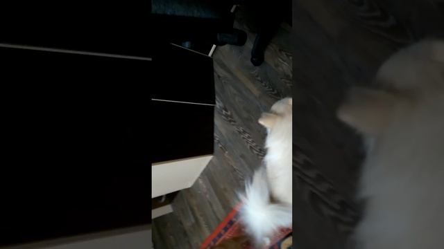 Собачки любят чипсы читос смотреть онлайн