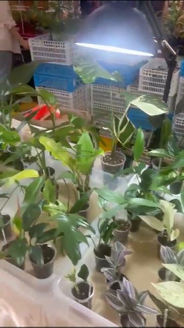 КРАСНОДАР!ВЫСТАВКА ЦВЕТОВ!30 СЕНТЯБРЯ 2023 ГОДА!🌺🌸🌼🌸 смотреть онлайн