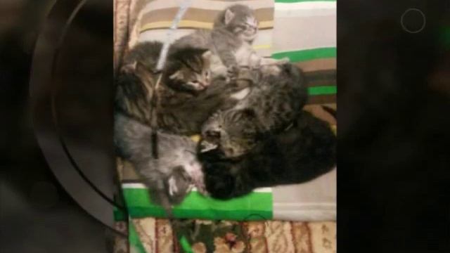 Мой кот любит хипхоп смотреть онлайн