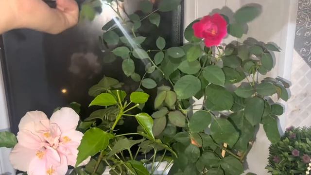 Ноябрьское цветение Комнатных Роз смотреть онлайн