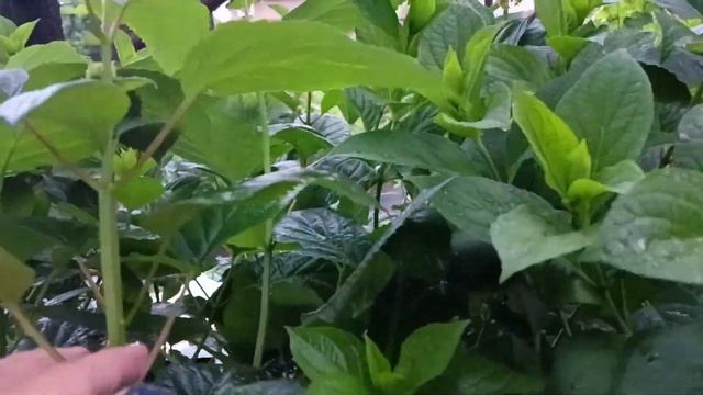 Наши саженцы. Упаковка посылок. Воронеж. 18.06.24 смотреть онлайн
